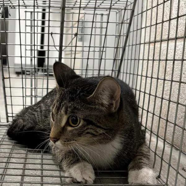 A young small-sized female Domestic Short Hair cat named Kolini for adoption in Des Moines, IA