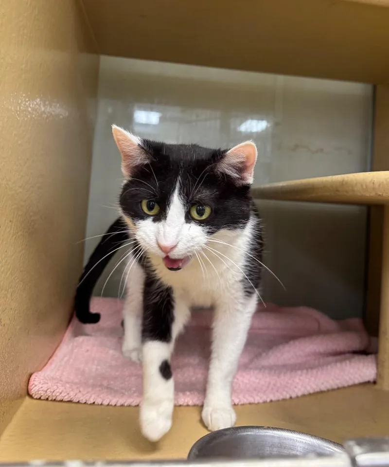 An adult medium-sized female Domestic Short Hair cat named Joy Il for adoption in Fort Lupton, CO