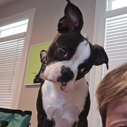 A young small-sized male Brindle Boston Terrier dog named Winstonbear for adoption in Decatur, AL