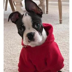 Winstonbear thumbnail 2
