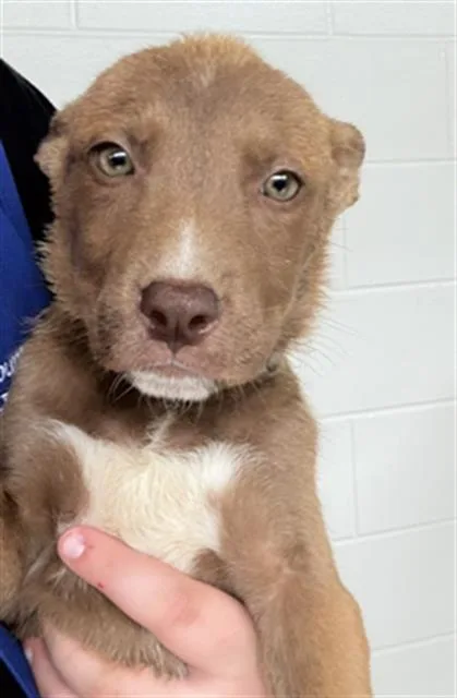 A baby small-sized female Pit Bull Terrier dog named Amber for adoption in Houston, TX