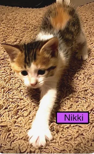 A baby medium-sized female Domestic Short Hair cat named Nikki for adoption in Zimmerman, MN