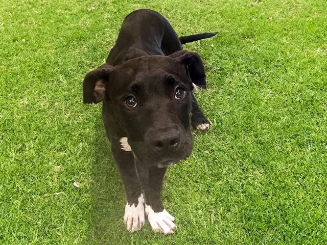 A young medium-sized male Labrador Retriever dog named Marshall for adoption in Fort Lauderdale, FL