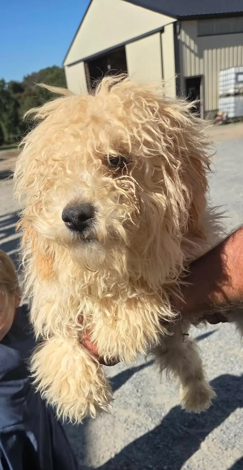 A young small-sized male Maltese dog named Ferdinand for adoption in Havertown, PA