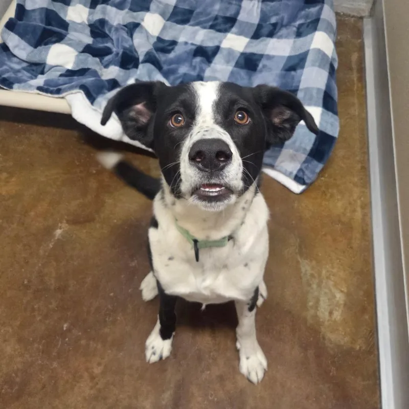 A young medium-sized male White / Cream Cattle Dog dog named Cooper for adoption in Albuquerque, NM