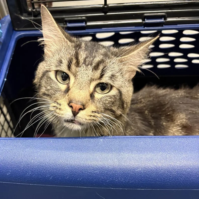 An adult medium-sized male Brown / Chocolate Domestic Medium Hair cat named Miyamoto Musashi for adoption in Tacoma, WA