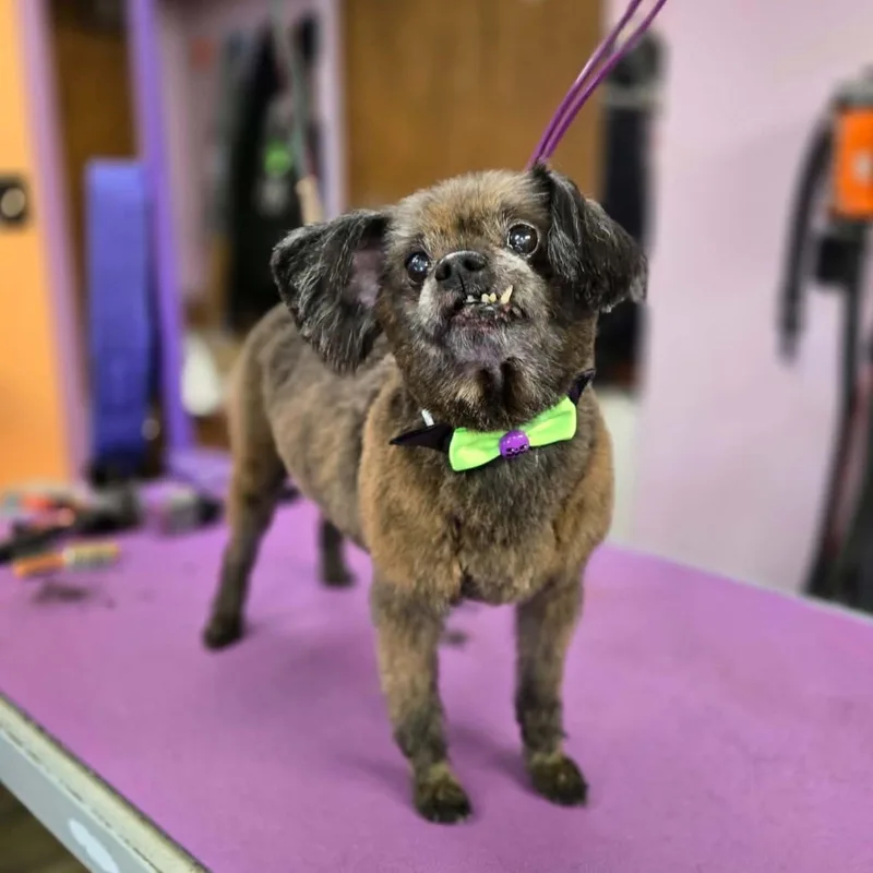 A senior small-sized male Black Brussels Griffon dog named Elmo for adoption in Brookings, SD