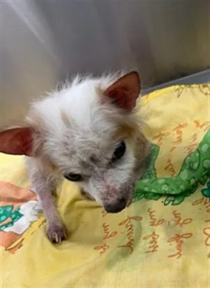 A senior medium-sized male Chihuahua dog named Fox for adoption in Downey, CA