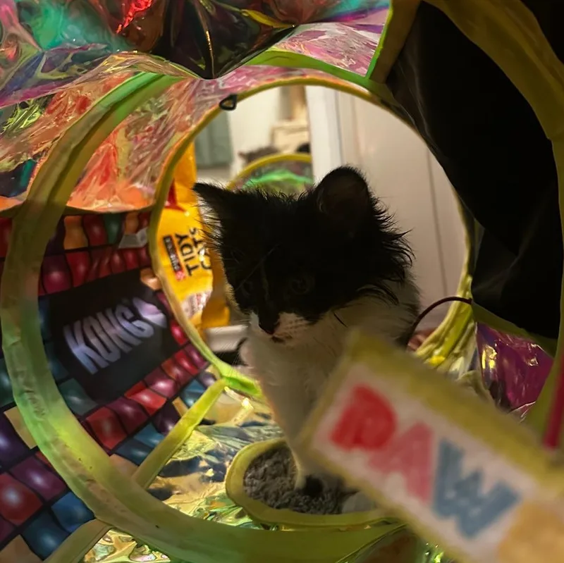 A baby small-sized female Domestic Long Hair cat named Cherry Starkey for adoption in Morrison, CO