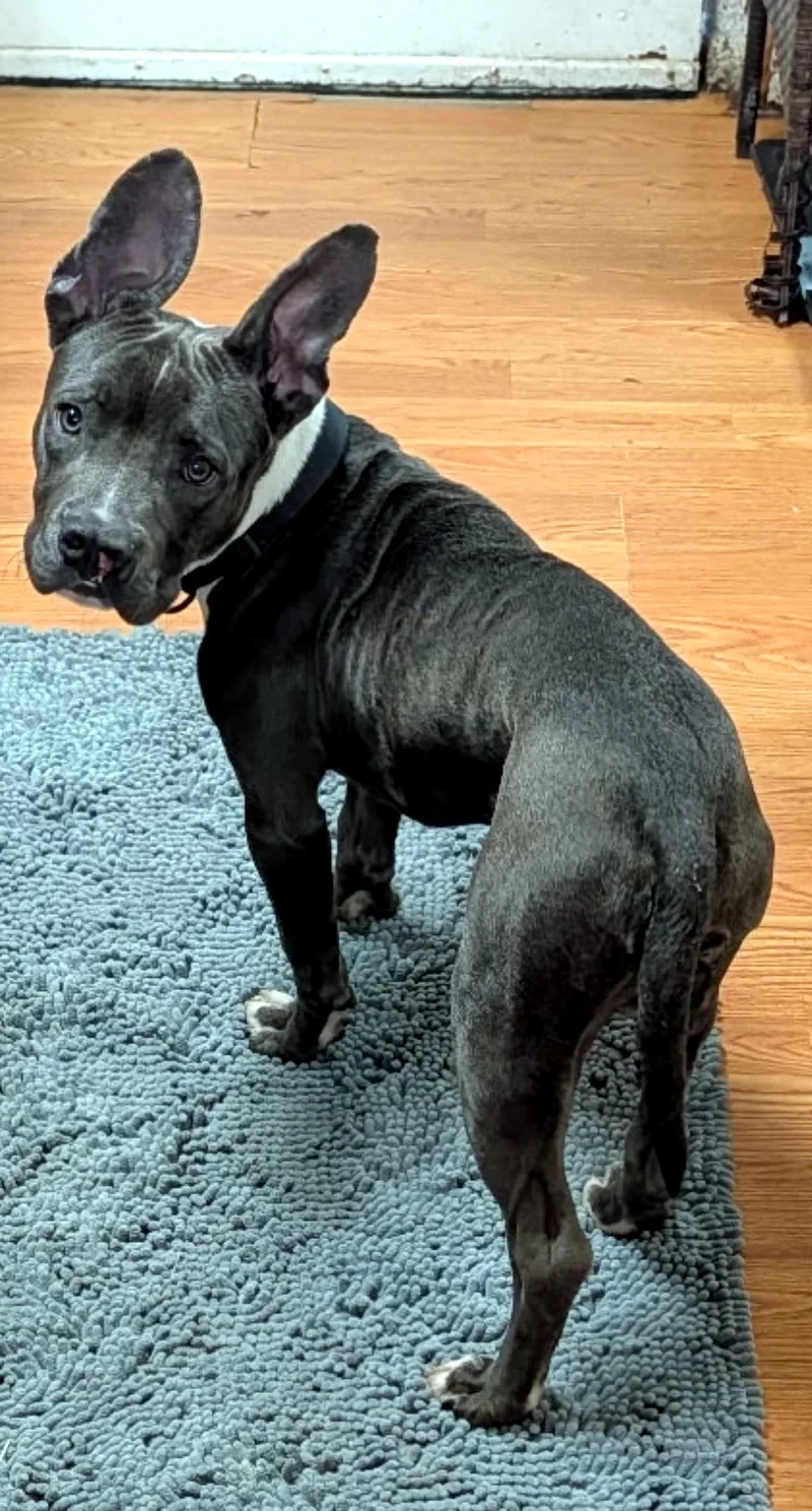 A baby medium-sized male Gray / Blue / Silver Pit Bull Terrier dog named Goose for adoption in Petersburg, VA