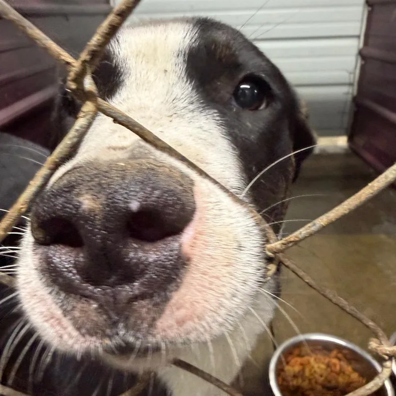 A young medium-sized male Pit Bull Terrier dog named Winson for adoption in Princeton, KY