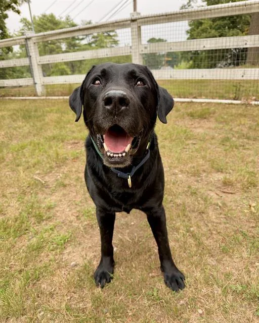 An adult medium-sized male Labrador Retriever dog named Stitch for adoption in Dedham, MA