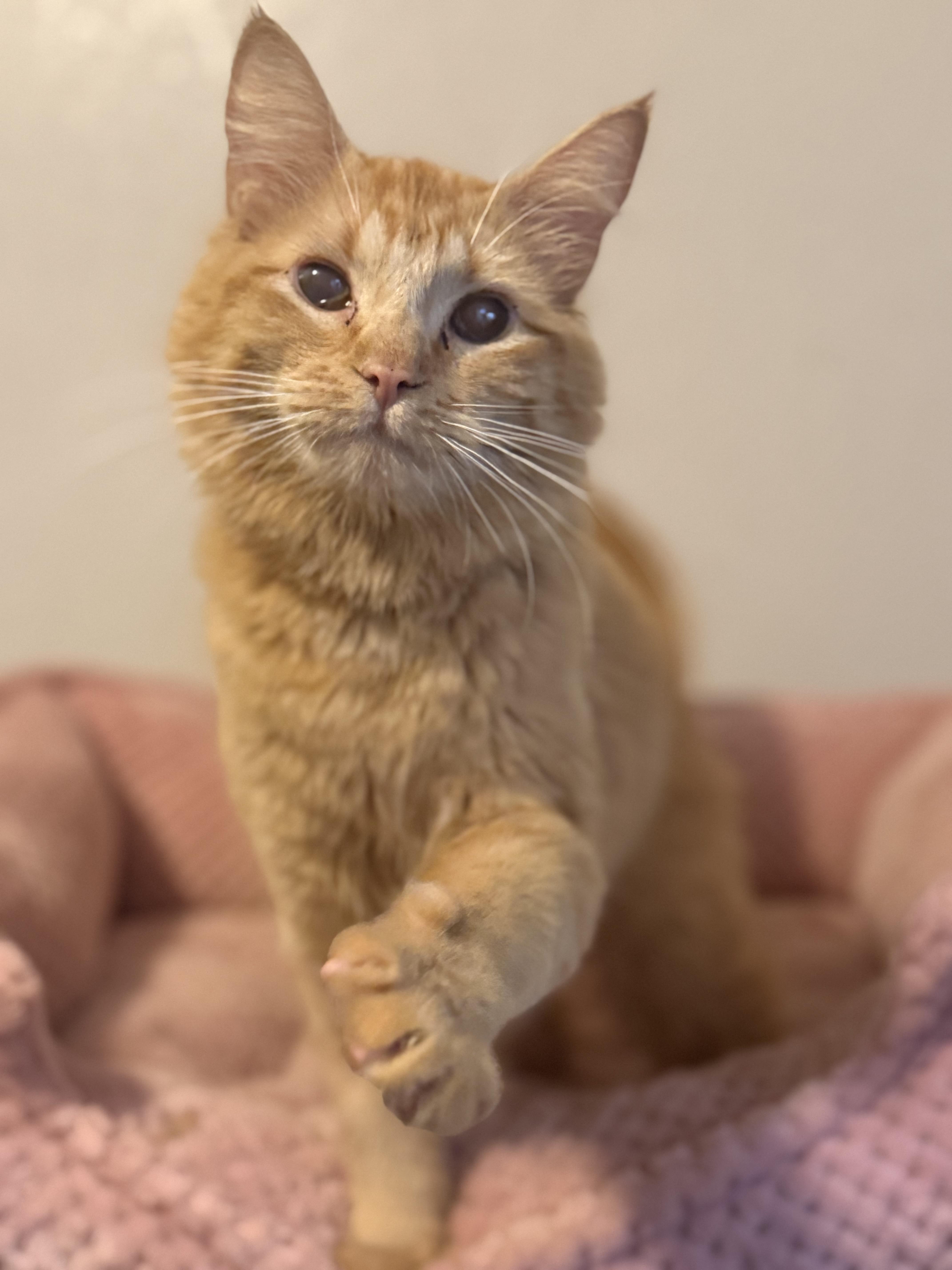 An adult medium-sized female Orange / Red Domestic Medium Hair cat named Vixen for adoption in Fertile, MN