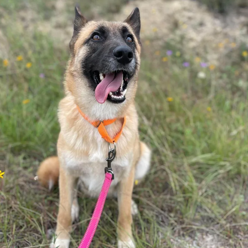 A young medium-sized female Apricot / Beige German Shepherd Dog dog named Calliope for adoption in Center Point, TX
