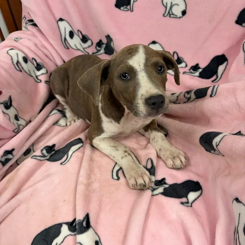 A baby medium-sized female Mixed Breed dog named Eliza for adoption in Sequatchie, TN