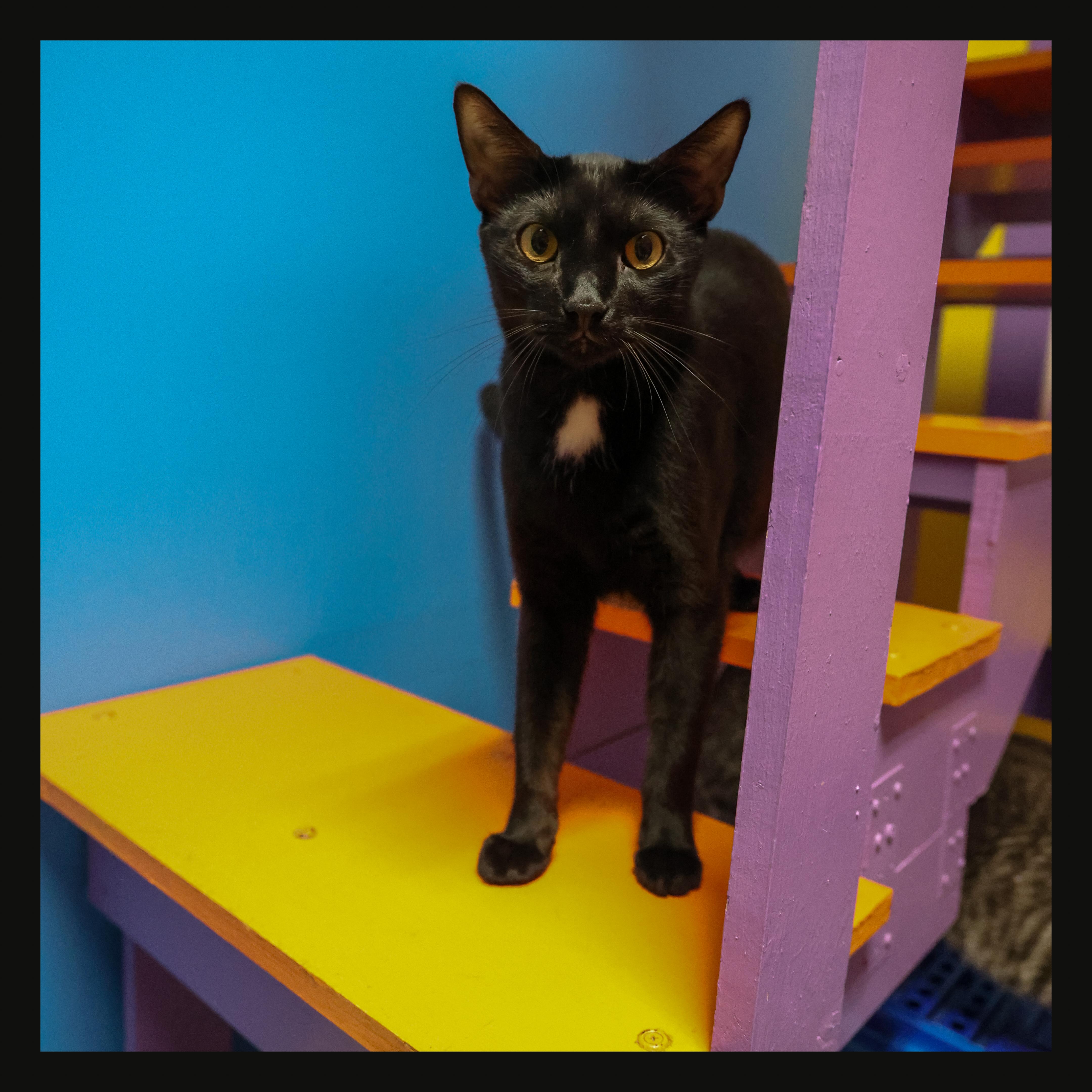 A young medium-sized male Black Domestic Short Hair cat named Aiden for adoption in Topeka, KS