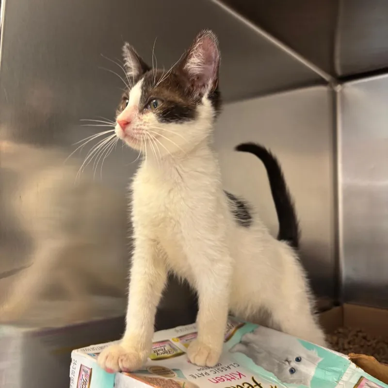 A baby small-sized female Black Domestic Short Hair cat named Neon for adoption in Newark, NJ