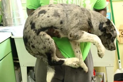 A baby medium-sized female Catahoula Leopard Dog dog named Havannah for adoption in Picayune, MS