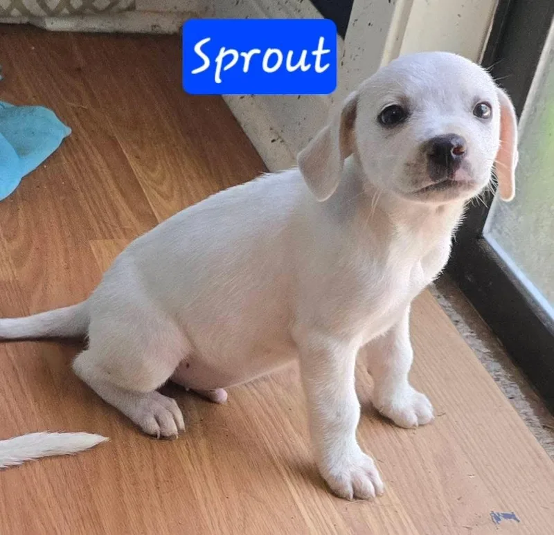 Sprout thumbnail 5
