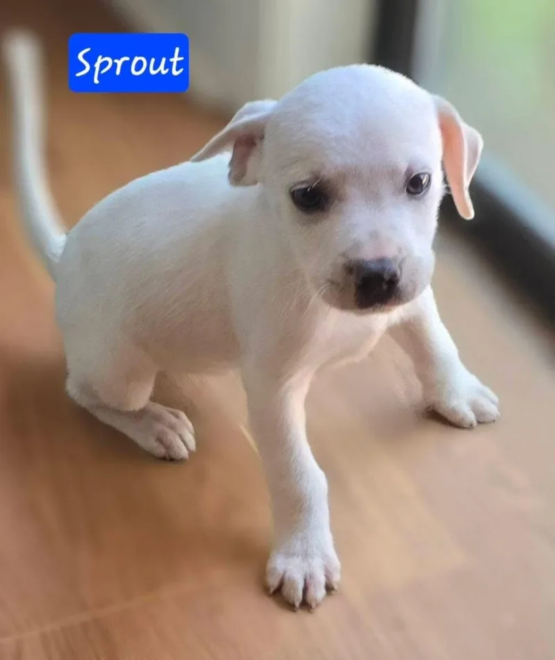 Sprout thumbnail 6