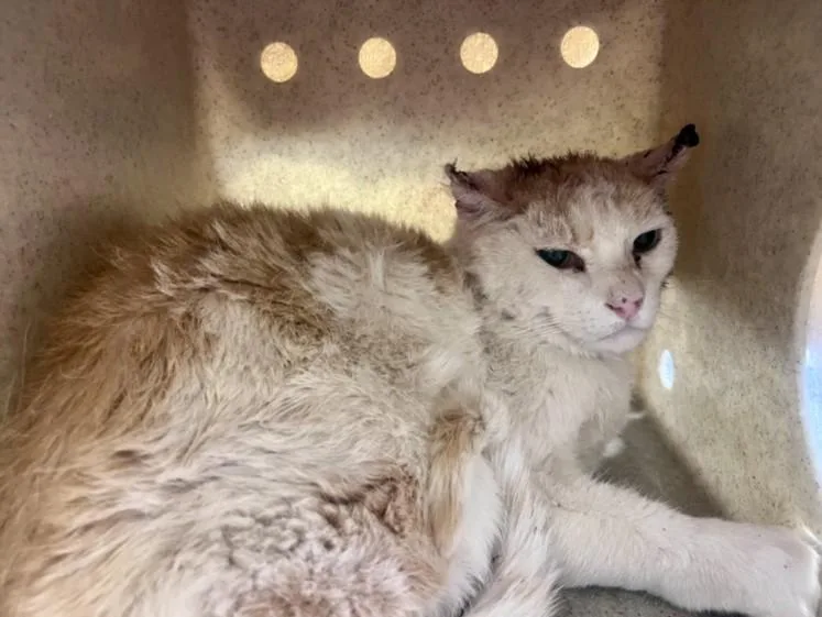 An adult medium-sized male Domestic Short Hair cat named Junior for adoption in Santa Fe, NM