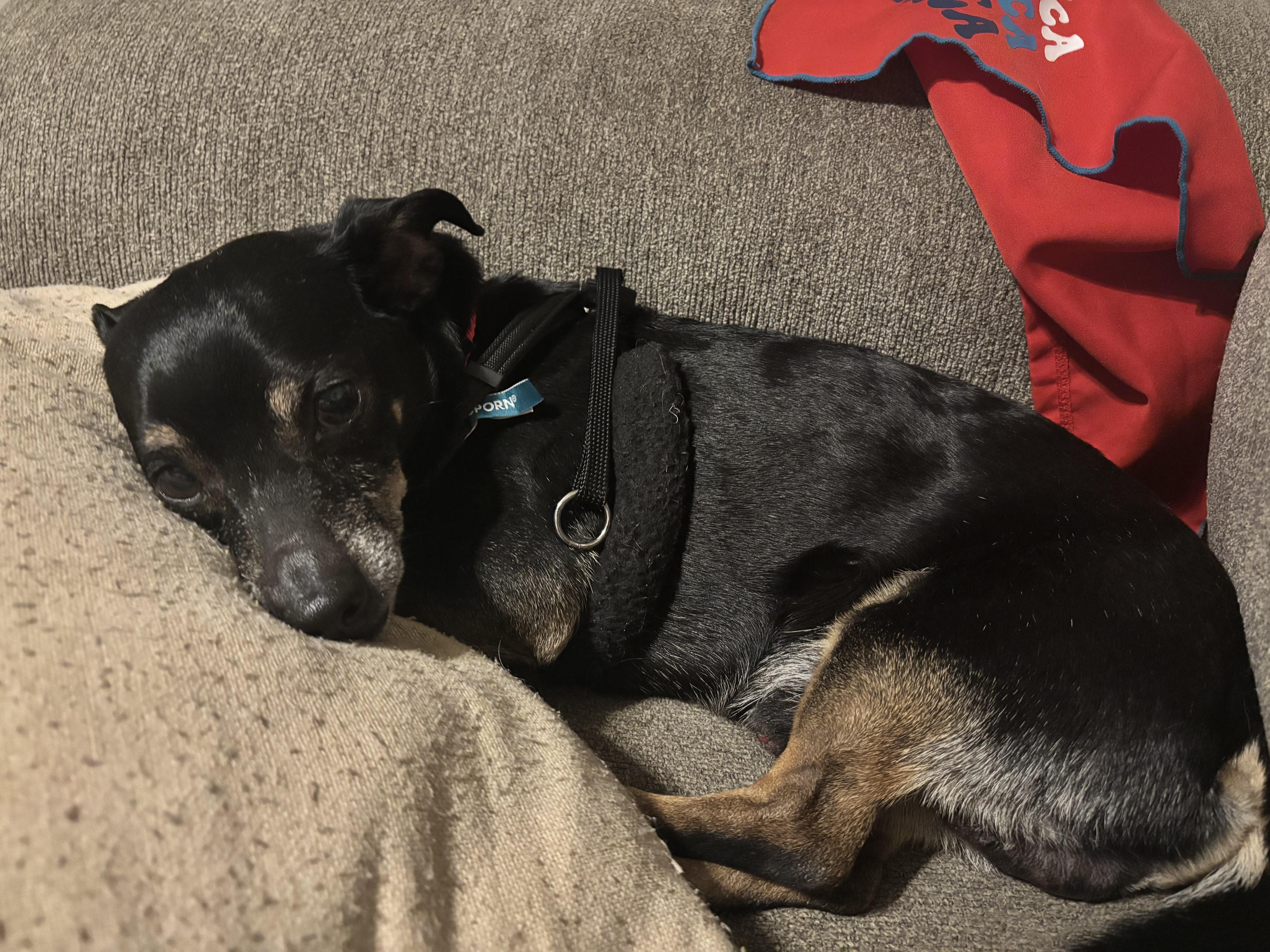 An adult small-sized male White / Cream Chihuahua dog named Little Man for adoption in Carr, CO