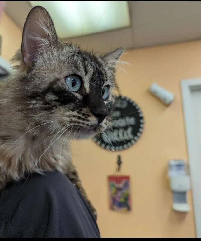 An adult medium-sized male Siamese cat named Herald for adoption in Cleburne, TX