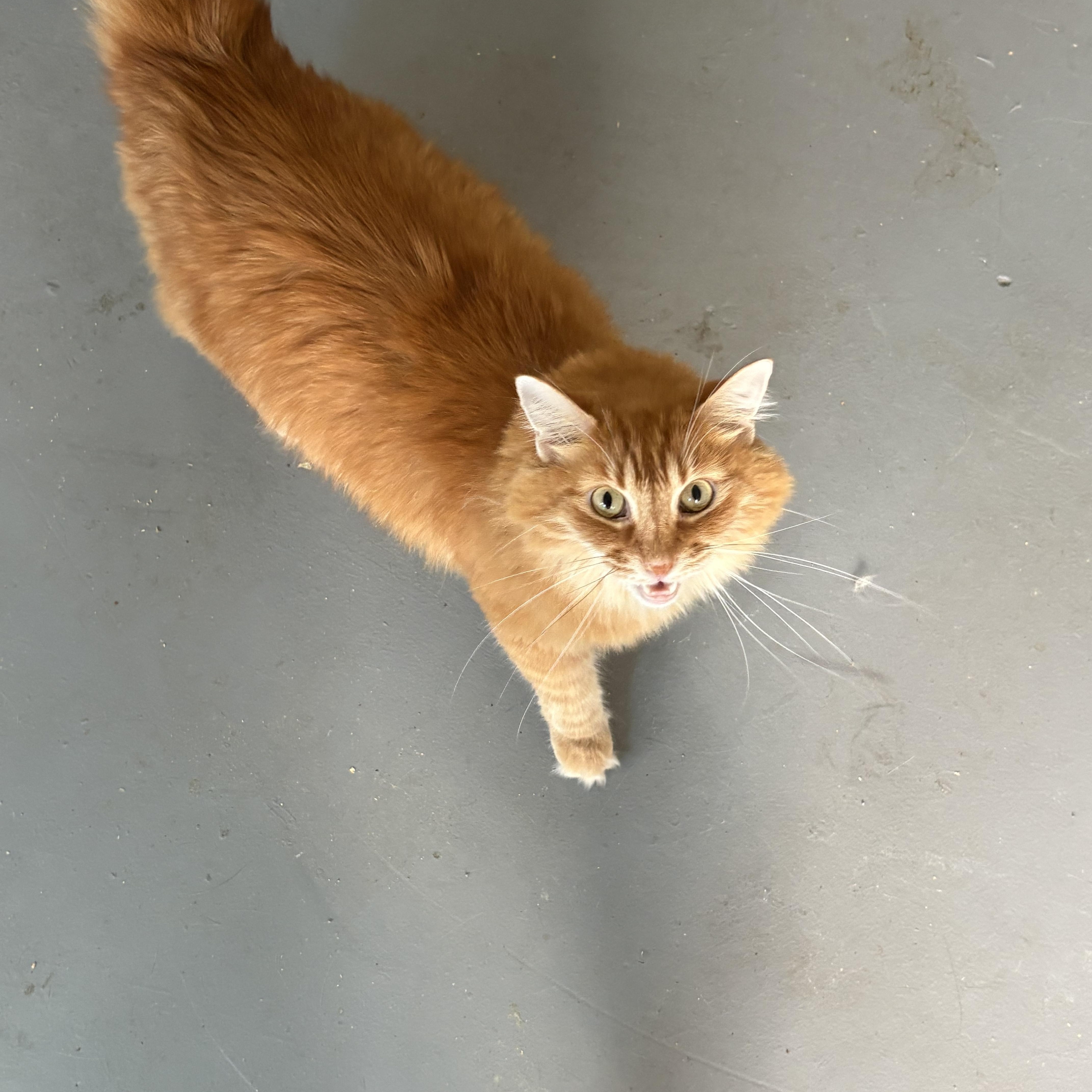 Ginger