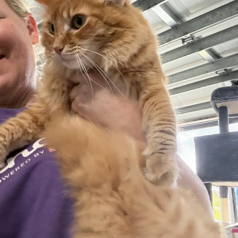 Ginger thumbnail 2