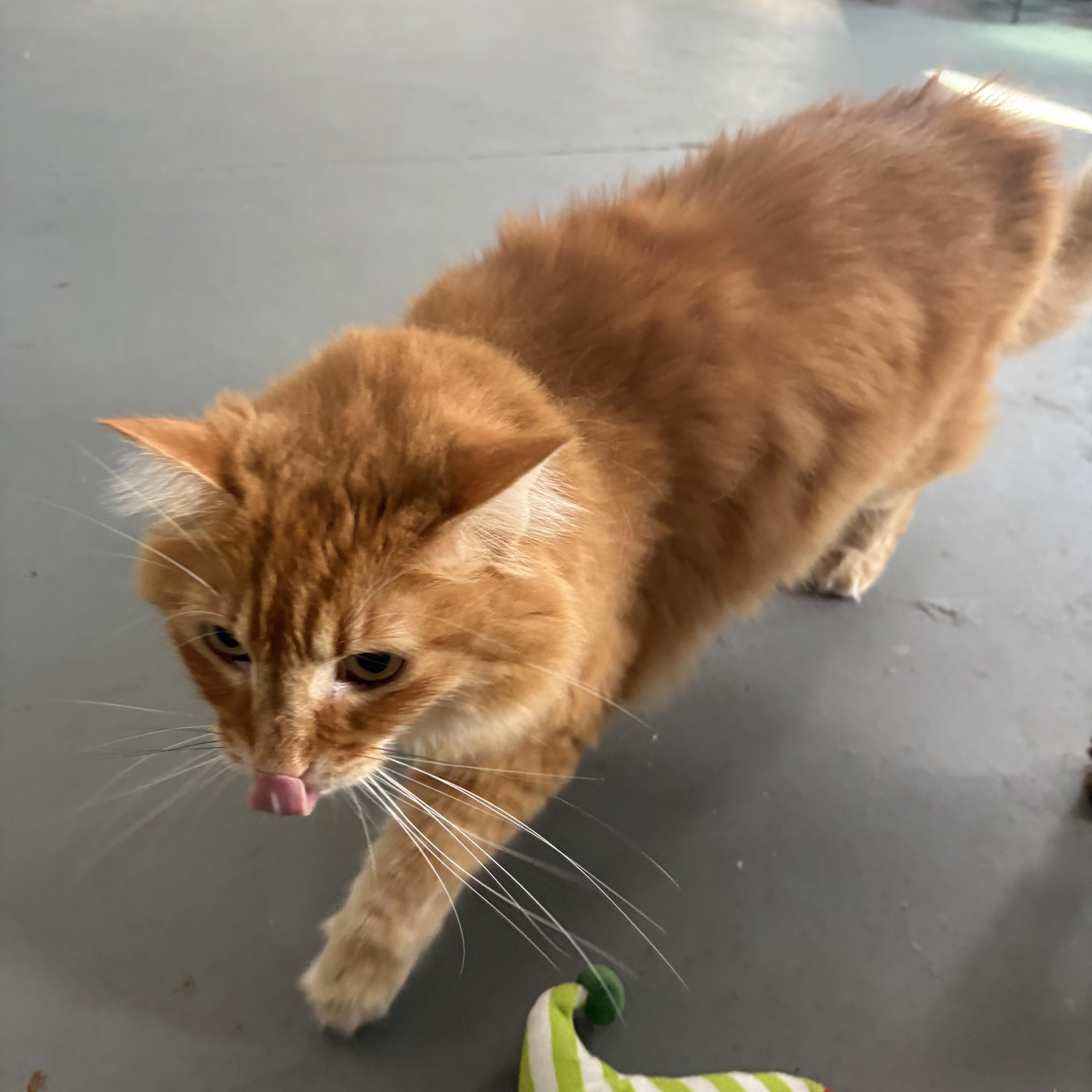 Ginger thumbnail 3
