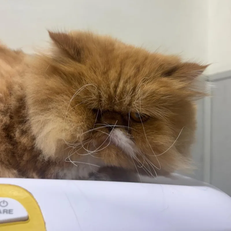 An adult medium-sized male Orange / Red Persian cat named Huddy for adoption in Tampa, FL