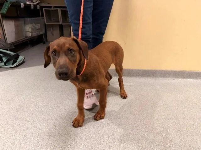 A baby small-sized male Doberman Pinscher dog named Ken for adoption in Tustin, CA