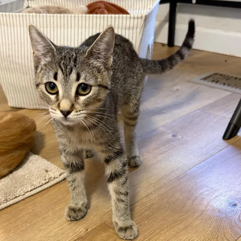 A baby small-sized female Brown / Chocolate Domestic Short Hair cat named Kia for adoption in Pleasanton, CA
