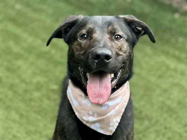 An adult large-sized male German Shepherd Dog dog named Arthur for adoption in Charlotte, NC