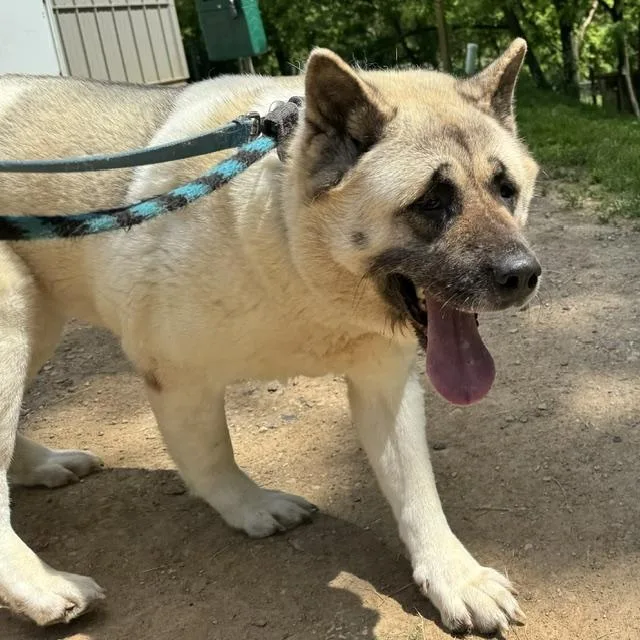 An adult extra large-sized female Yellow / Tan / Blond / Fawn Akita dog named Candy for adoption in Phoenixville, PA