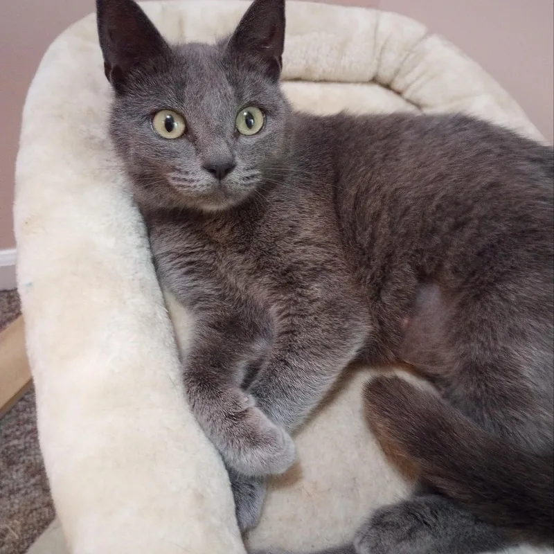 An adult medium-sized female Gray / Blue / Silver Domestic Short Hair cat named Graycie for adoption in Sewell, NJ