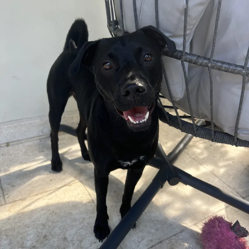 A young medium-sized male Black Labrador Retriever dog named Ranger for adoption in Miami, FL