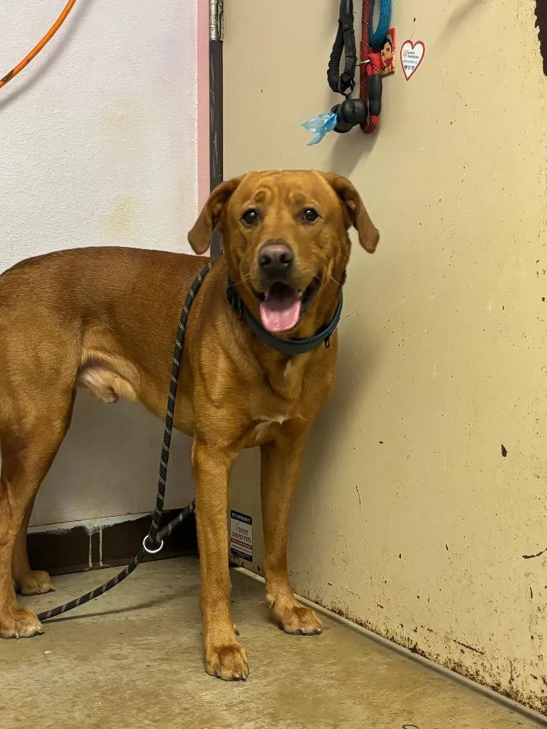 An adult large-sized male Labrador Retriever dog named Scotch for adoption in New Braunfels, TX