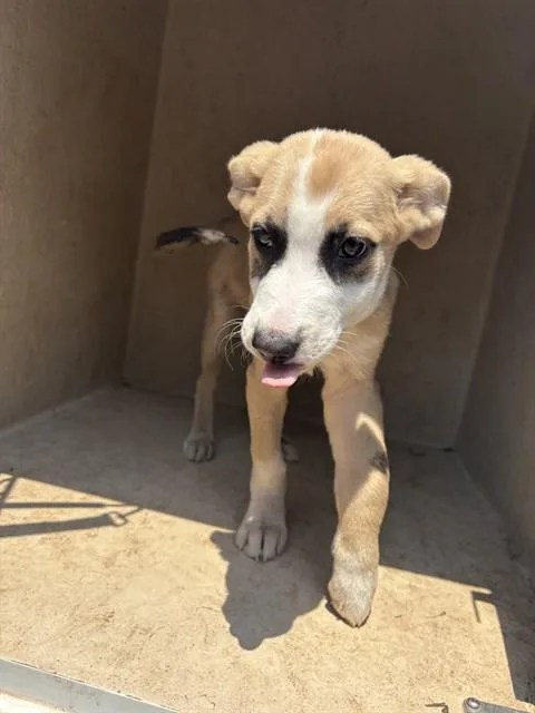 A baby small-sized female Carolina Dog dog named A for adoption in Oklahoma City, OK