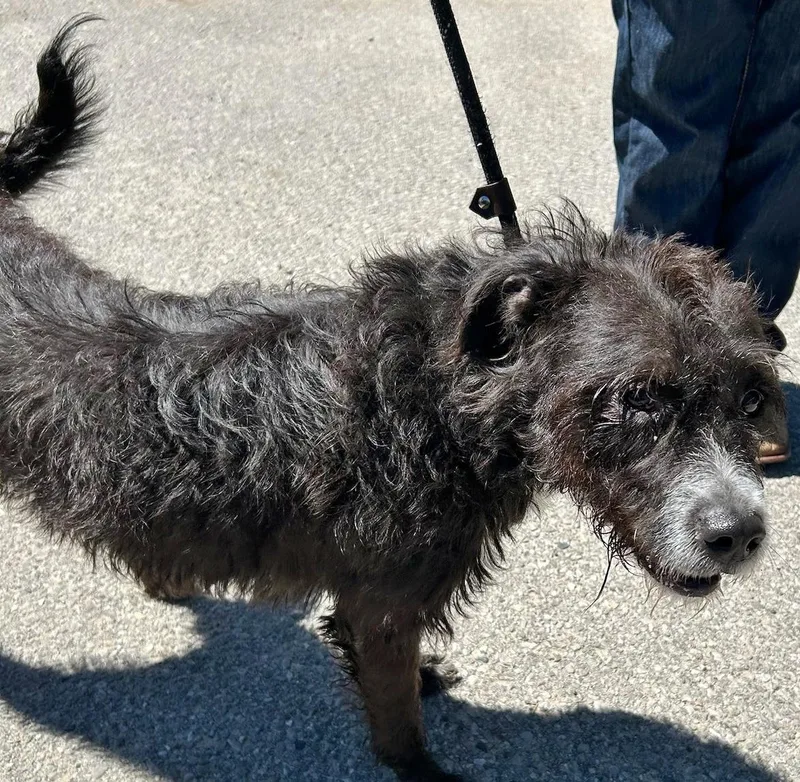 An adult medium-sized female Black German Wirehaired Pointer dog named Bailey for adoption in Traverse City, MI