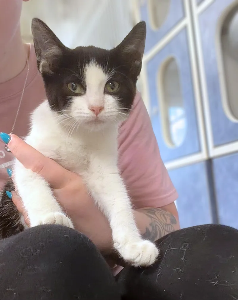 A baby medium-sized female Black & White / Tuxedo Domestic Short Hair cat named Cannoli for adoption in Seville, OH