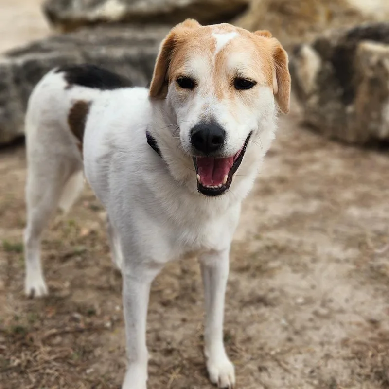 Monty Jum thumbnail 5