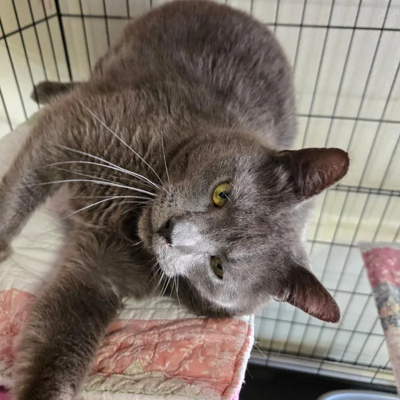 An adult large-sized male Gray / Blue / Silver Domestic Short Hair cat named Ruger for adoption in Pennsville, NJ