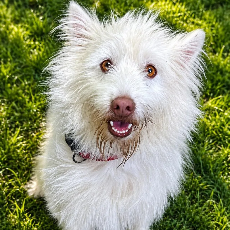 An adult medium-sized male White / Cream Mixed Breed dog named Yeti for adoption in Cranston, RI