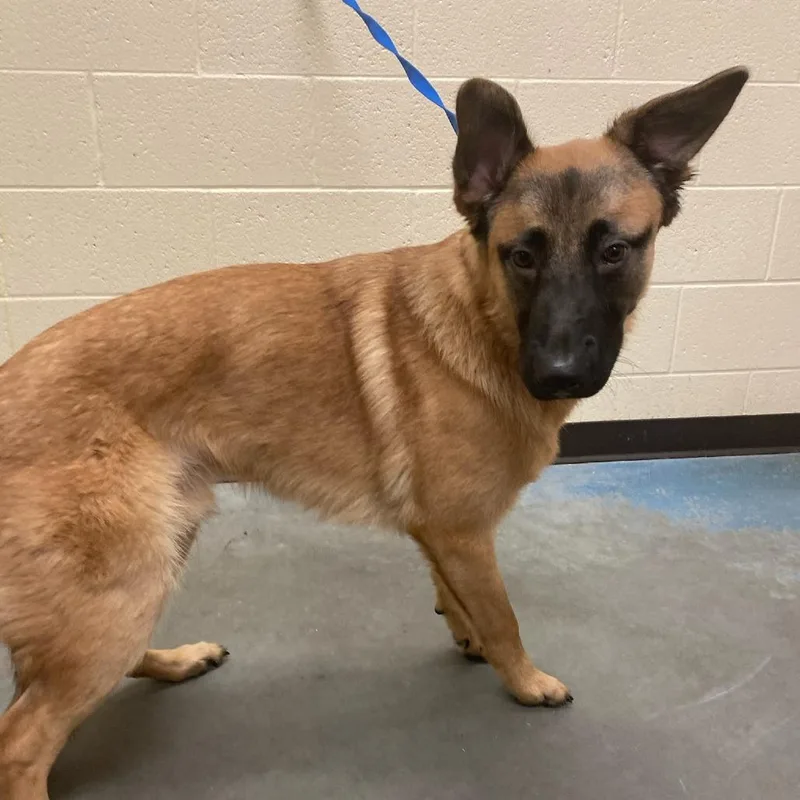 A young medium-sized male Yellow / Tan / Blond / Fawn Mixed Breed dog named Gizmo for adoption in Memphis, TN