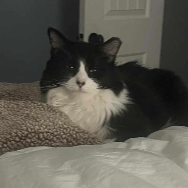 An adult medium-sized female Black & White / Tuxedo Domestic Long Hair cat named Minnie for adoption in Chattanooga, TN