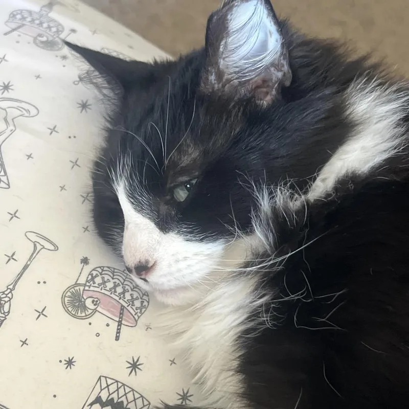 Minnie thumbnail 3