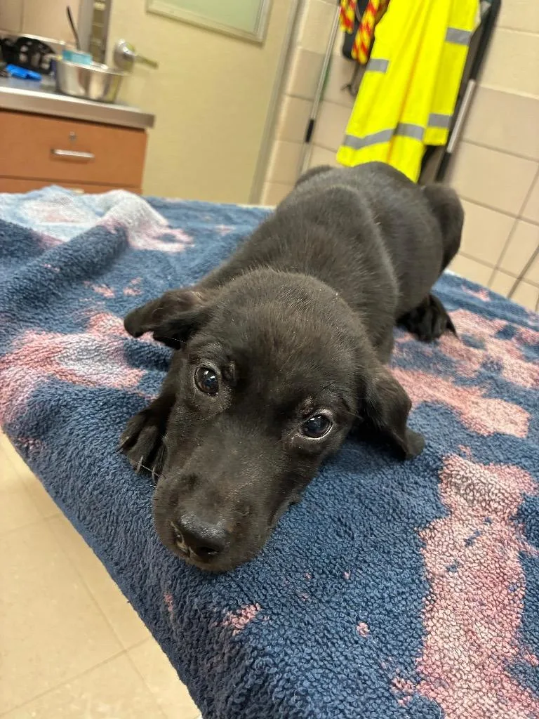 A baby large-sized female Mixed Breed dog named Kimmy for adoption in Bossier City, LA