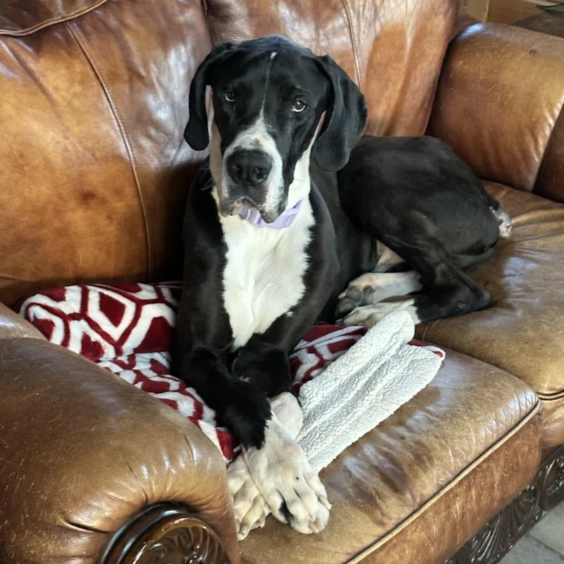 An adult extra large-sized male Black Great Dane dog named Sammy for adoption in Erie, PA