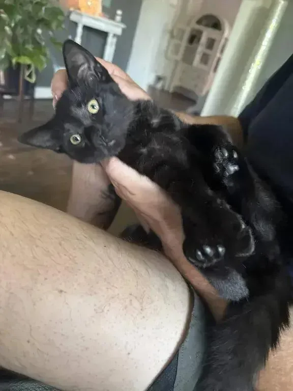 A baby small-sized male Black Domestic Short Hair cat named GerBear for adoption in Grand Rapids, MI